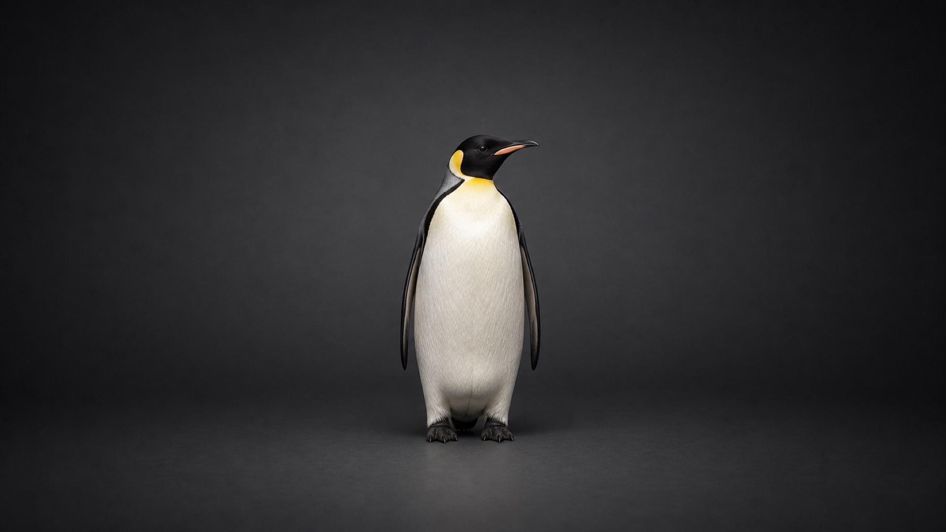 Average emperor penguin