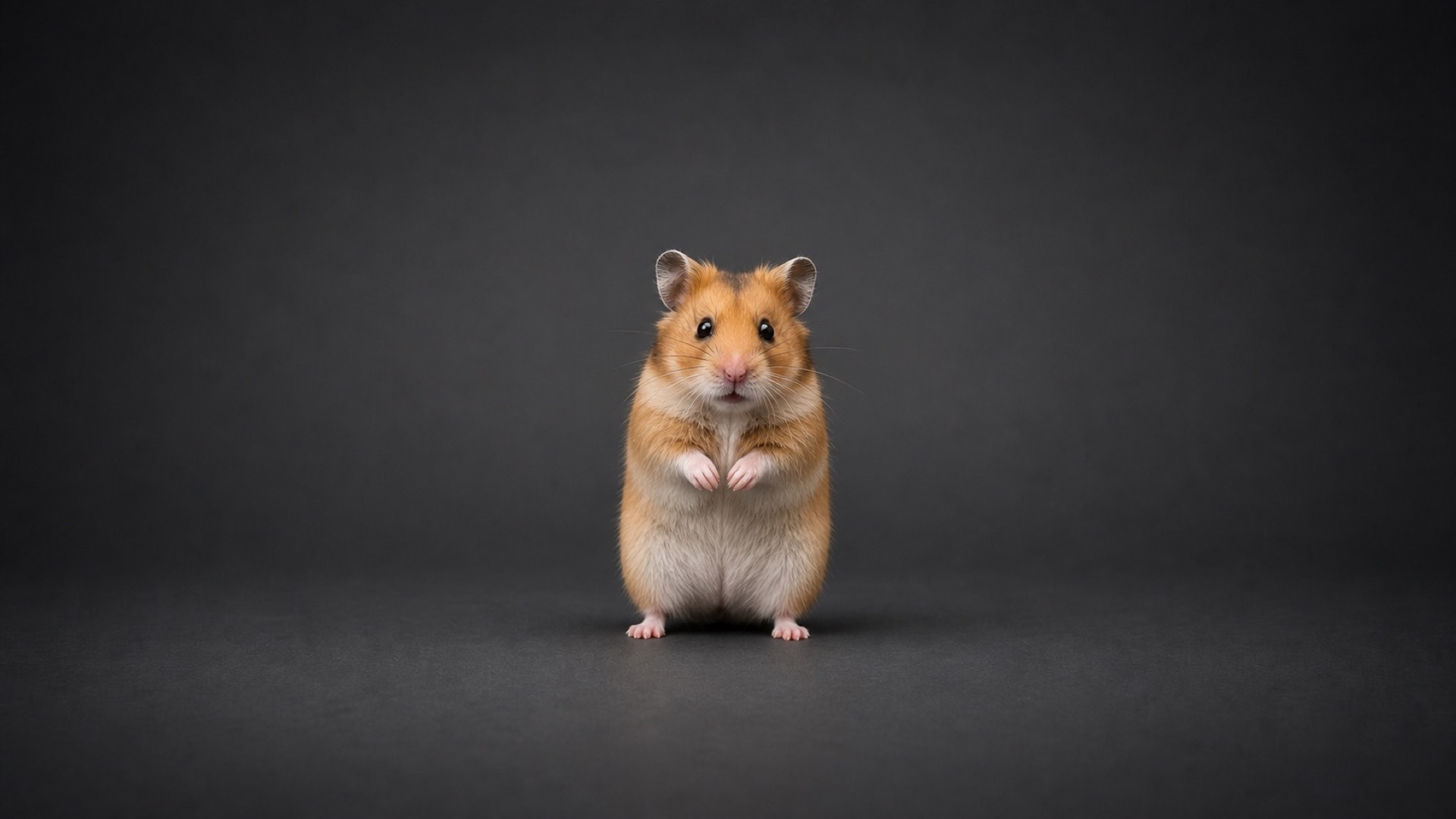 Average Syrian hamster